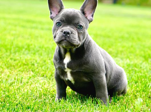 Ruhsatlı Köpek Çiftliğinden Blue French Bulldog Yavruları görsel