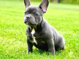 Ruhsatlı Köpek Çiftliğinden Blue French Bulldog Yavruları