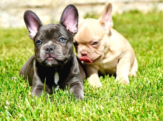 Ruhsatlı Köpek Çiftliğinden Blue French Bulldog Yavruları görsel