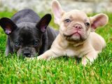 Ruhsatlı Köpek Çiftliğinden Blue French Bulldog Yavruları