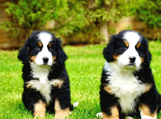 Dağ Köpeği Bernese Yavruları Çiftlikten görsel