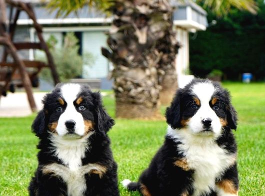 Dağ Köpeği Bernese Yavruları Çiftlikten görsel