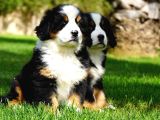 Dağ Köpeği Bernese Yavruları Çiftlikten
