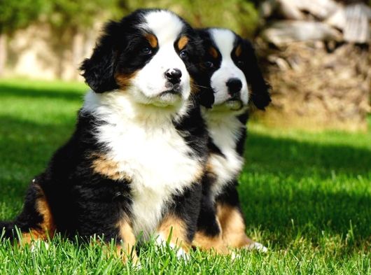 Dağ Köpeği Bernese Yavruları Çiftlikten görsel