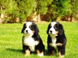 Dağ Köpeği Bernese Yavruları Çiftlikten