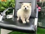 Pomeri̇an Boo Türki̇yeni̇n En Uygun Yavrusu