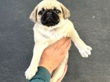 Üst Kali̇te Oyun Deli̇si̇ Pug Mops
