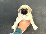 ÜST KALİTE OYUN DELİSİ PUG MOPS