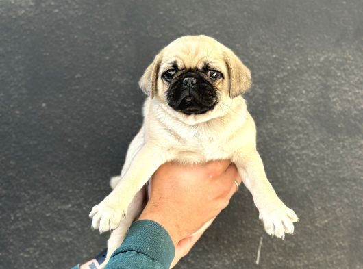 Üst Kali̇te Oyun Deli̇si̇ Pug Mops