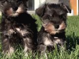 ALMANLARIN GÖZBEBEĞİ SCHNAUZER YAVRULARI