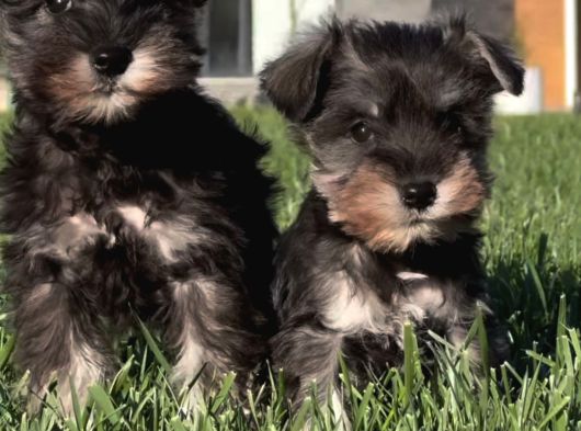 Almanlarin Gözbebeği̇ Schnauzer Yavrulari