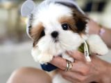 Kore teacup shihtzu bebekler