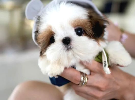 Kore teacup shihtzu bebekler