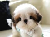 Kore Teacup shihtzu bebekler