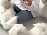 Kore Maltese Terrier Bebeklerimiz
