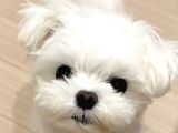 Kore maltese terrier bebeklerimiz
