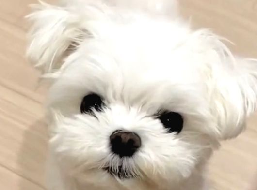 Kore Maltese Terrier Bebeklerimiz