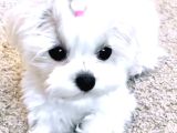 Kore Maltese Terrier Bebeklerimiz