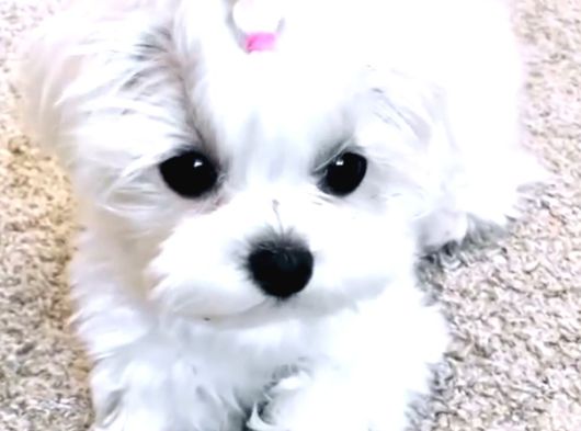 Kore Maltese Terrier Bebeklerimiz görsel