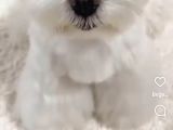 Kore Maltese Terrier Bebeklerimiz