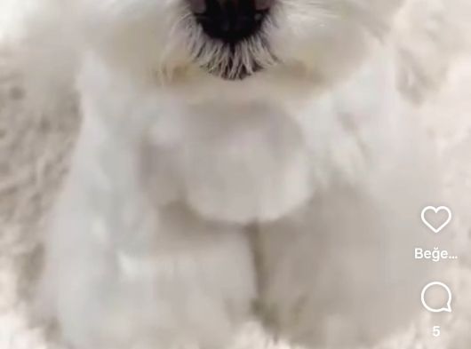 Kore Maltese Terrier Bebeklerimiz görsel