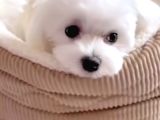 Kore Maltese Terrier Bebeklerimiz