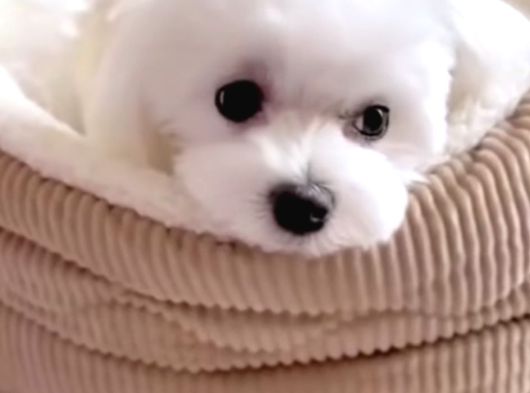 Kore Maltese Terrier Bebeklerimiz görsel