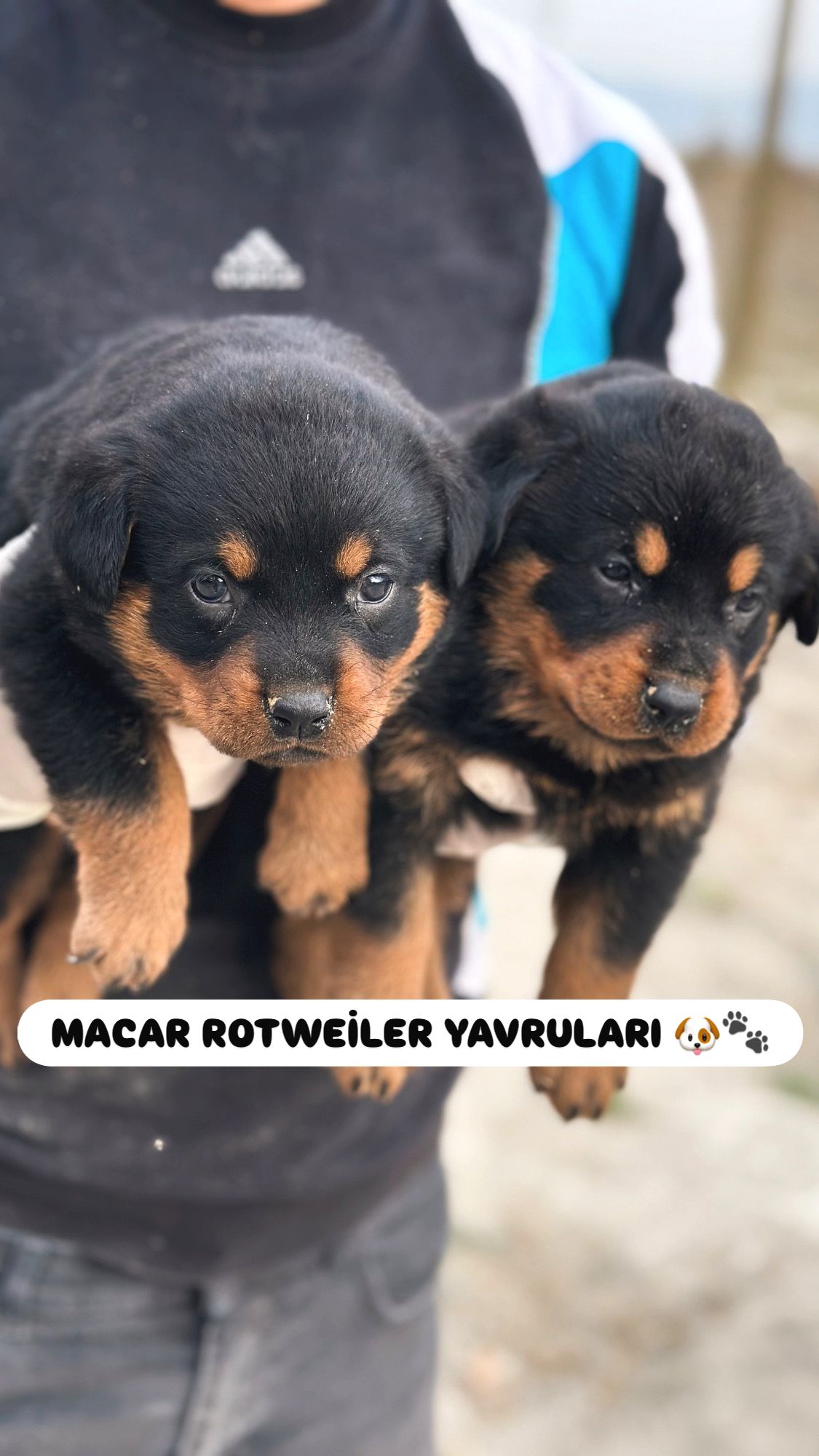 Türkiyenin En Iyi Rotweiler Yavruları - Patibul.com