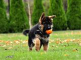 Almanların Efsaneleşen Köpeği Alman Kurdu Yavruları