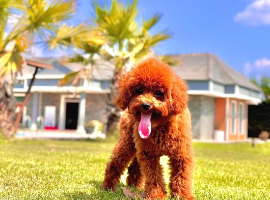 Eşsiz Güzellikte Muhteşem İfade Poodle Yavrularımız görsel