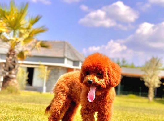 Eşsiz Güzellikte Muhteşem İfade Poodle Yavrularımız görsel