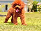 Eşsiz Güzellikte Muhteşem İfade Poodle Yavrularımız