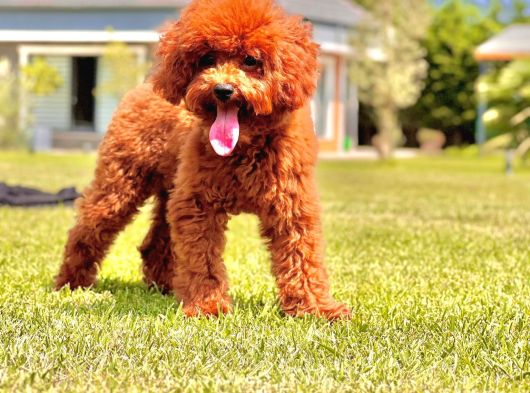 Eşsiz Güzellikte Muhteşem İfade Poodle Yavrularımız görsel