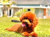 Eşsiz Güzellikte Muhteşem İfade Poodle Yavrularımız