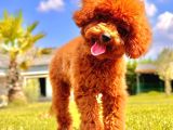 Eşsiz Güzellikte Muhteşem İfade Poodle Yavrularımız