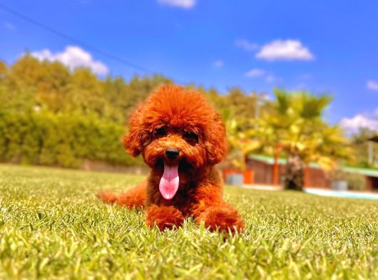 Eşsiz Güzellikte Muhteşem İfade Poodle Yavrularımız görsel
