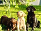 Ruhsatlı Köpek Çiftliğinden Labrador Yavruları
