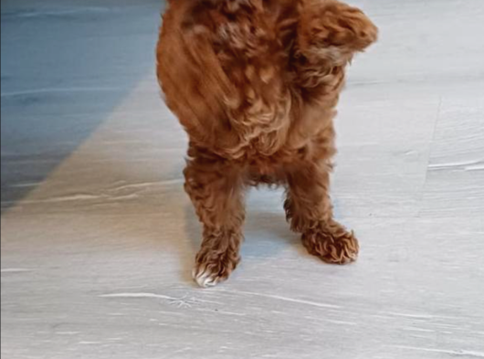 Orji̇nal Kore Poodle Yavrulari Ankara görsel