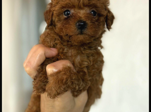 Orji̇nal Kore Poodle Yavrulari Ankara görsel