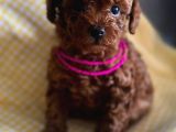 Orji̇nal Kore Poodle Yavrulari Ankara