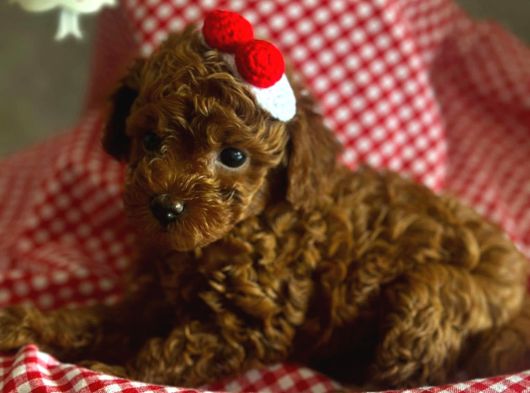 Orji̇nal Kore Poodle Yavrulari Ankara