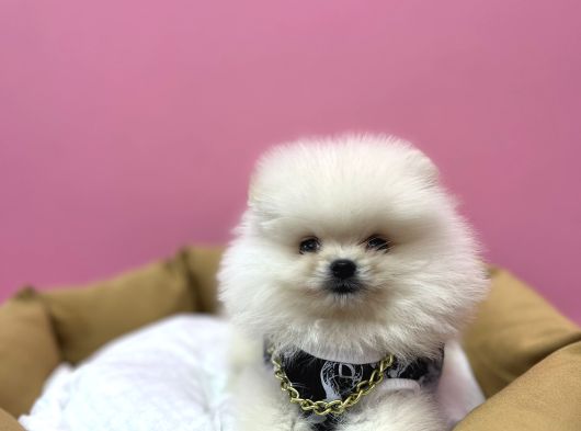 Yeni̇ Ai̇lesi̇ni̇ Bekli̇yor Pomeri̇an Boo