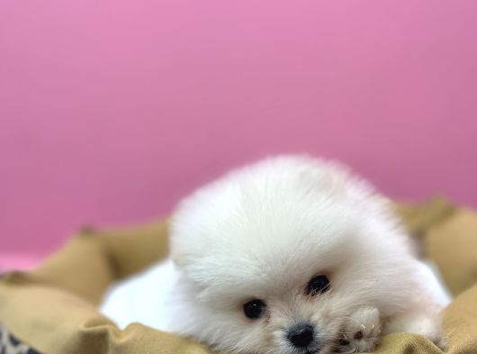 Yeni̇ Ai̇lesi̇ni̇ Bekli̇yor Pomeri̇an Boo görsel