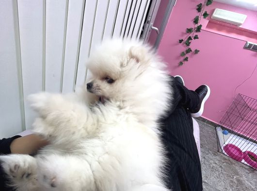Yeni̇ Ai̇lesi̇ni̇ Bekli̇yor Pomeri̇an Boo görsel