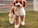 Mini Labradoodle Yavru