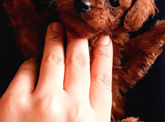 Teucap Kore Red Poodle görsel