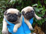 A Kali̇te Sifir Burun Pug Bebekler