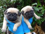 A Kali̇te Sifir Burun Pug Bebekler