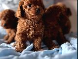 Toy Poodle Irkının En Güzeli Mükemmel Yavrular