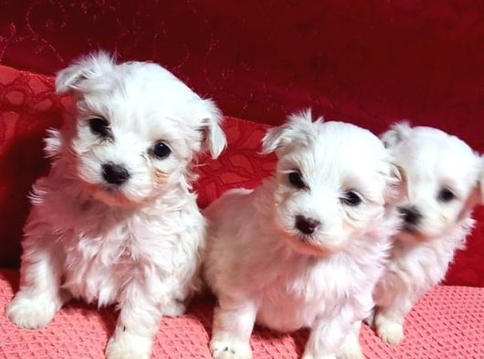 Mini Boy Maltese Bebeklerimiz